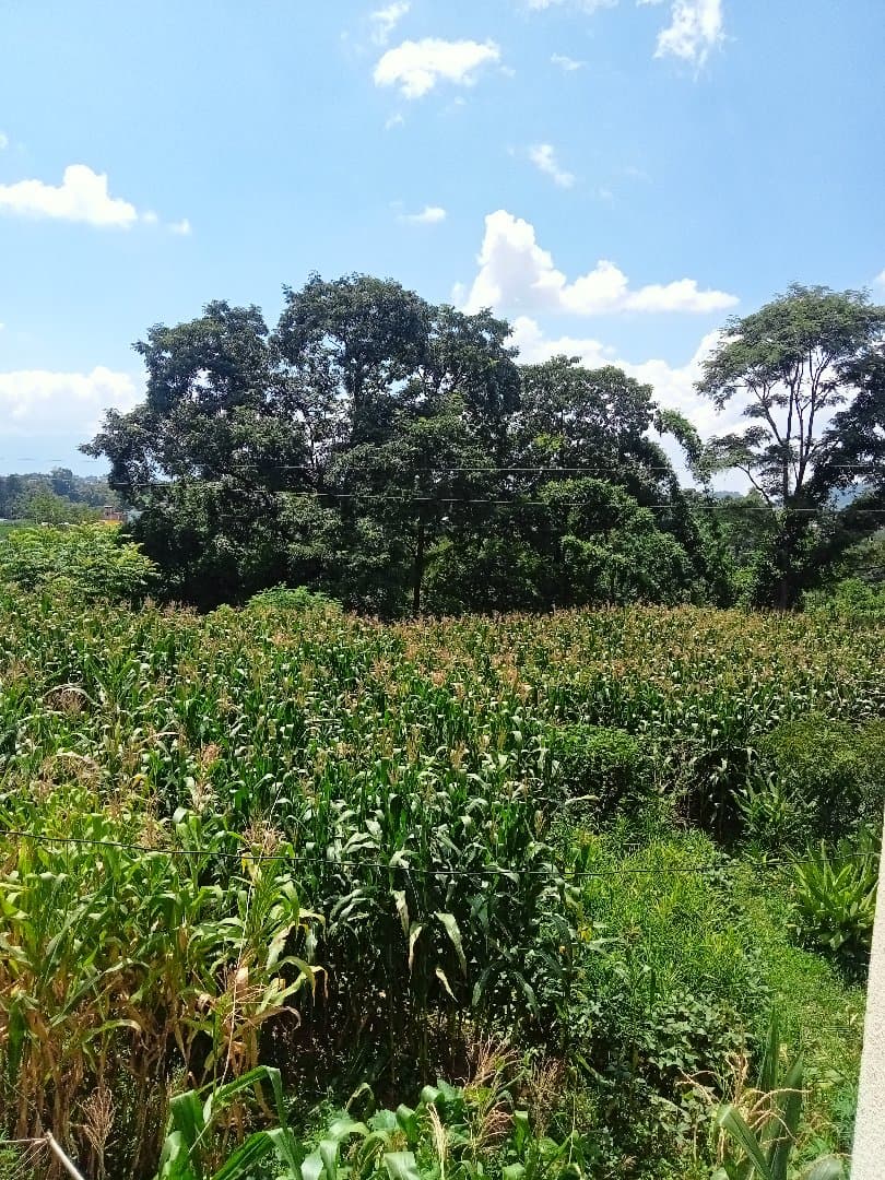 Jungle walk, Temples visit, farming visit, yog and Meditations programme.