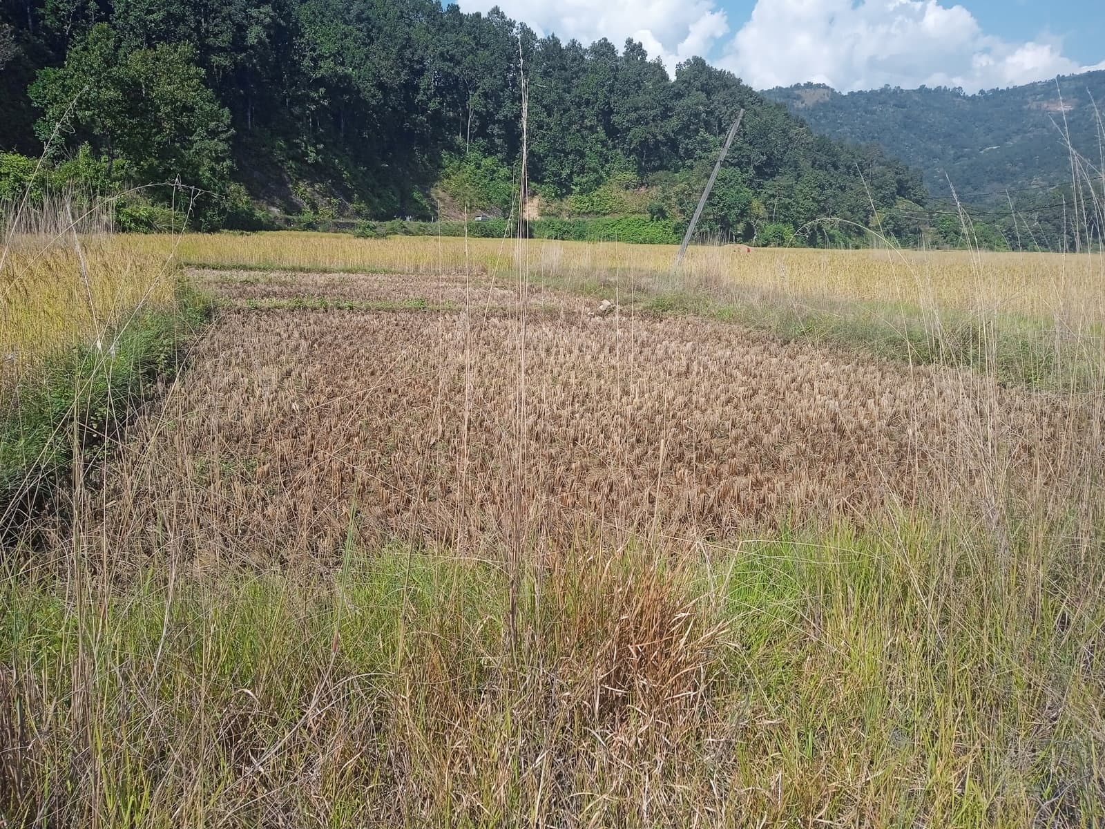 पोखरा ३० दिपाङ्ग ताल नजिकै छ आना क्षेत्रफल भएको घडेरी विक्रीमा