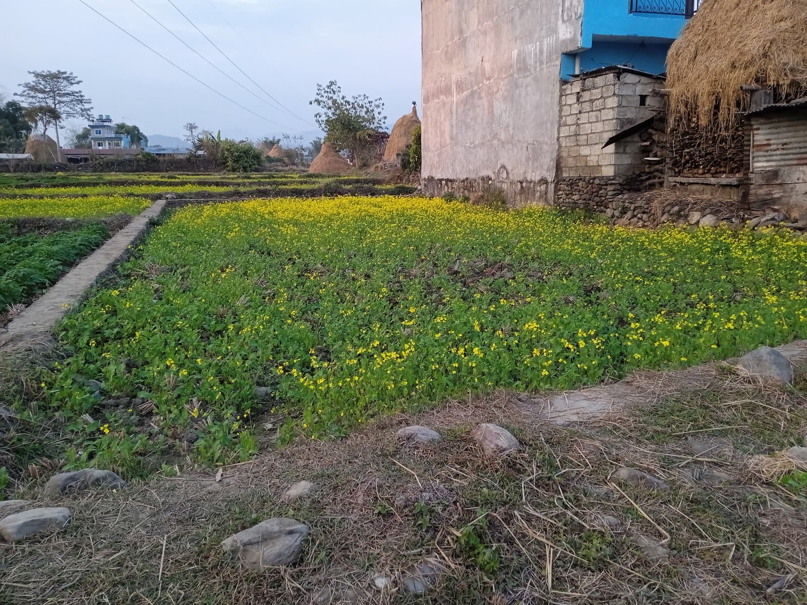 पोखरा विश्व विद्यालय नजिकै सस्तोमा घडेरी विक्रिया