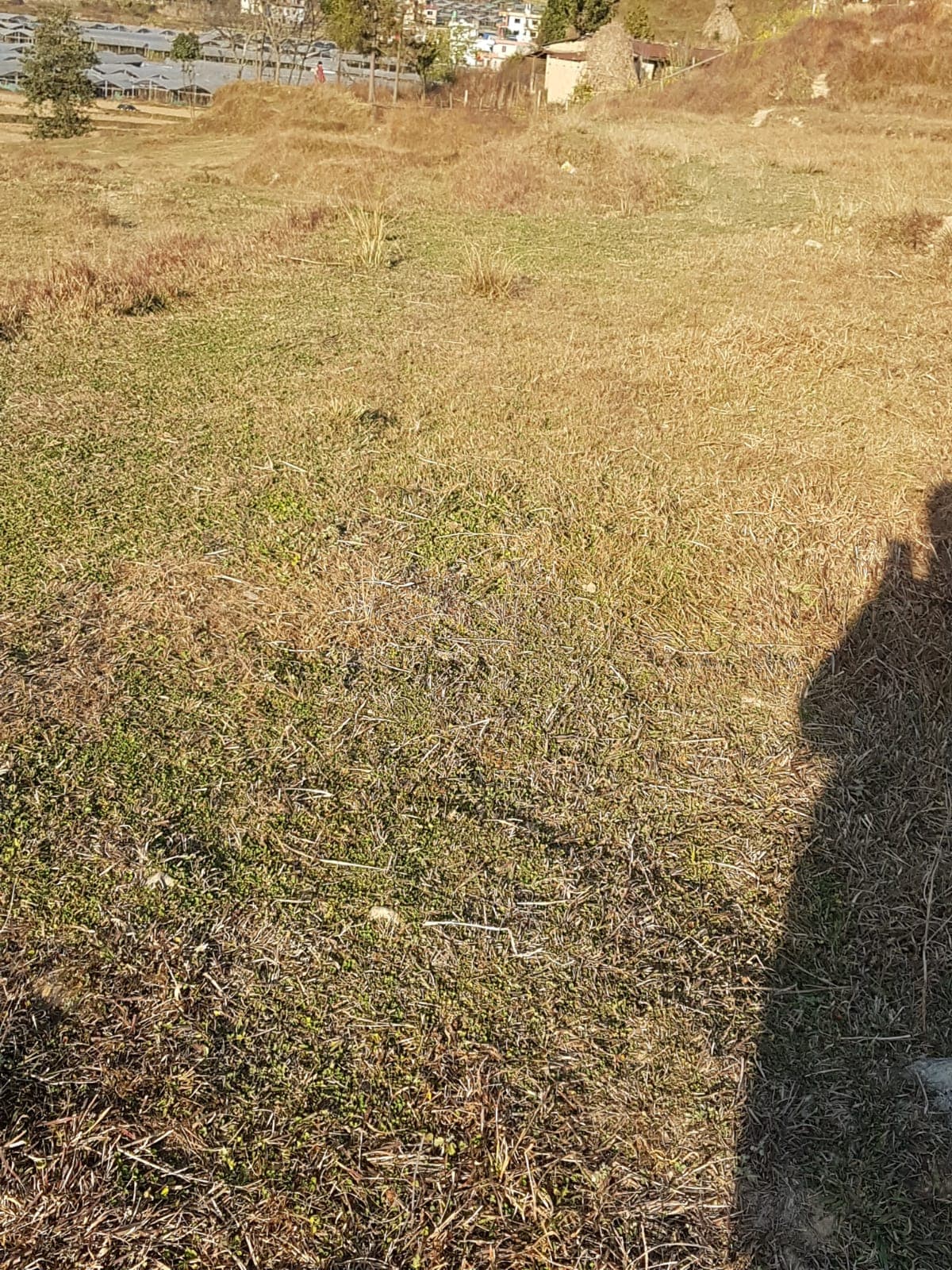 Land lease for agricultural purpose