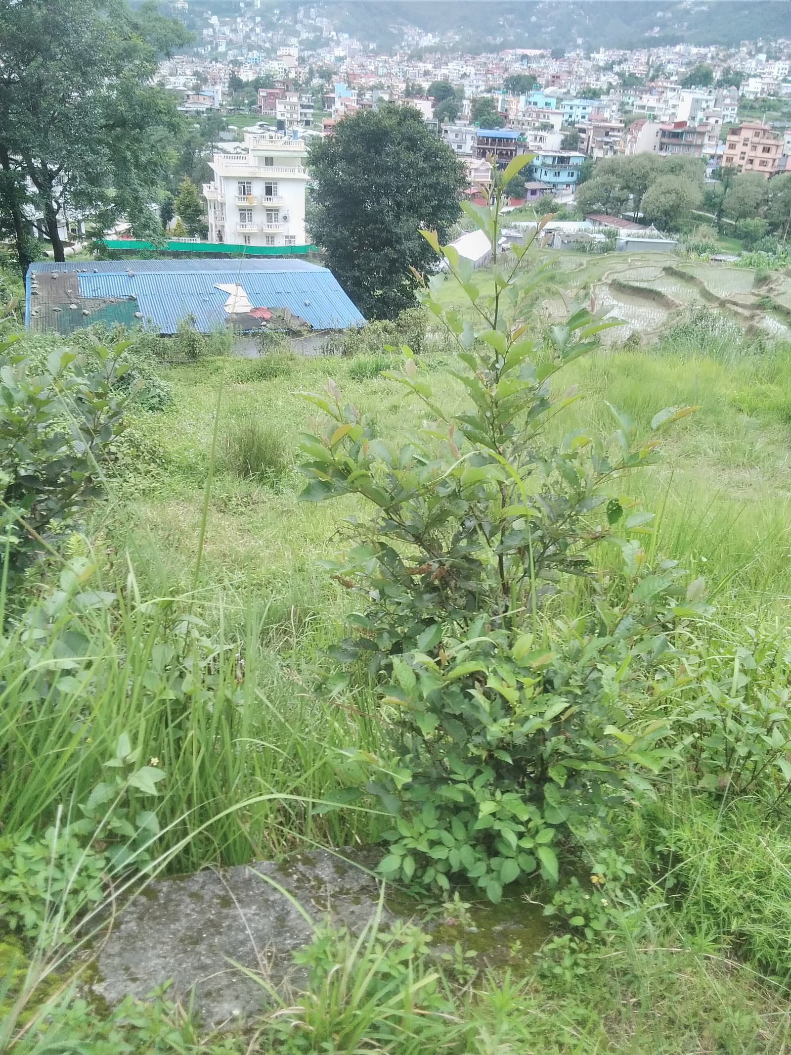 Best for resort homestay and agriculture