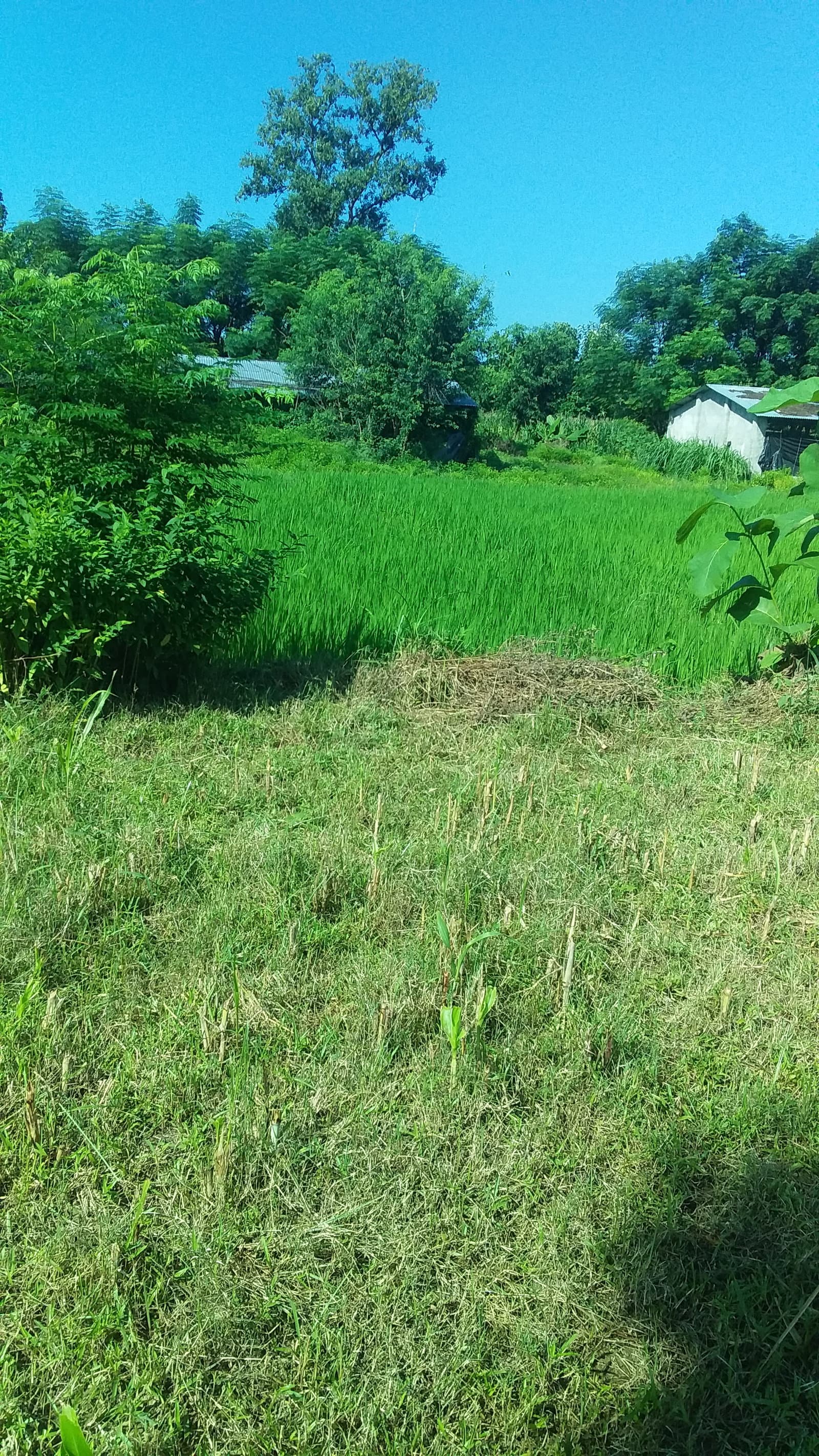 गुलरिया मा ३ कठ्ठा जग्गा सुपथ मूल्यमा बिक्रीमा।