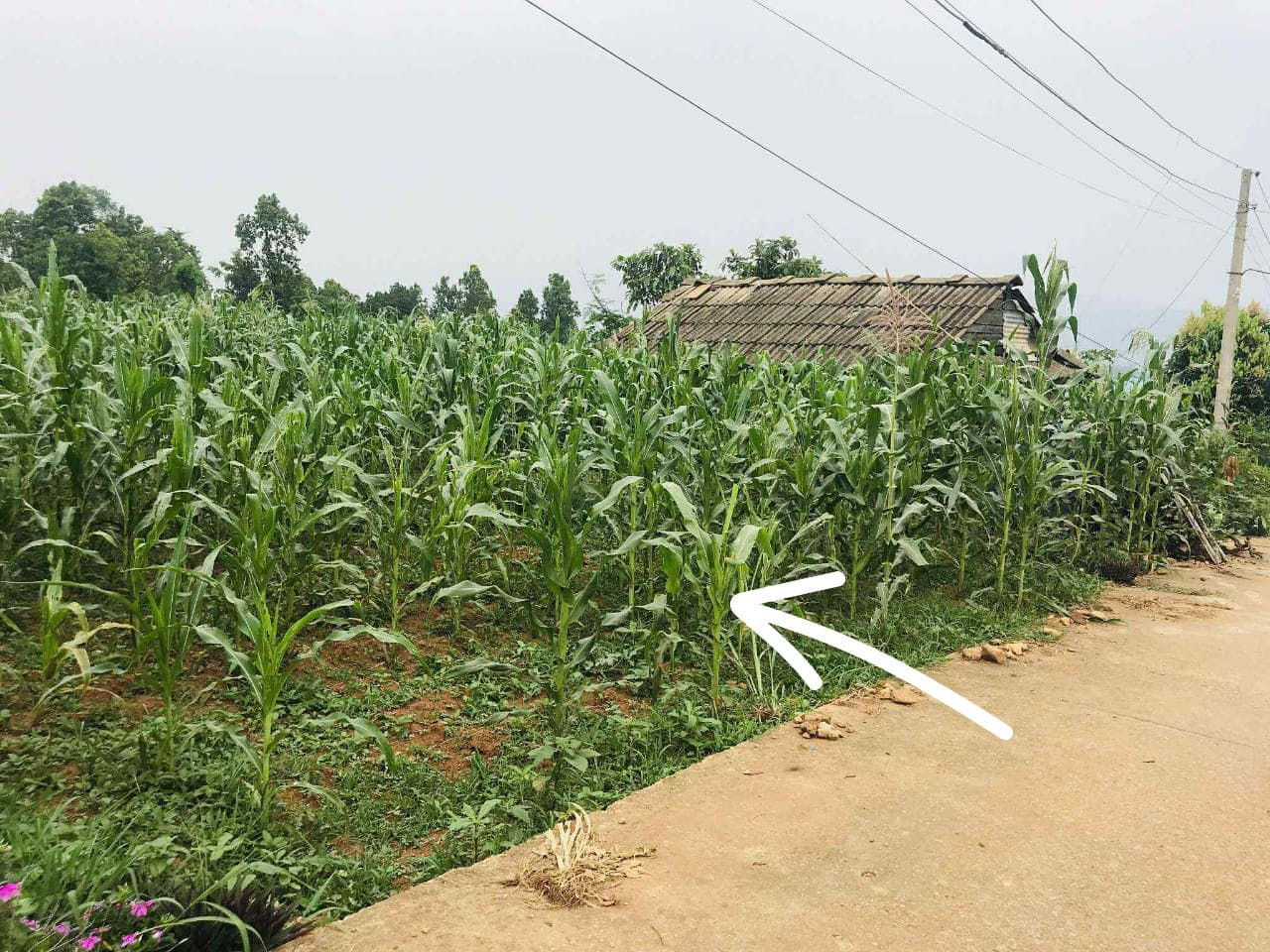 16 लाख प्रती कट्ठा मै हेटौंडा 15 मा घडेरी ..अर्जेन्ट